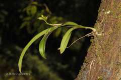 Polystachya flavescens